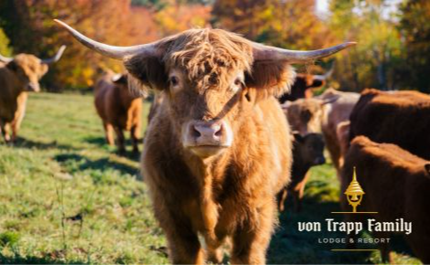 eGift card design with a Scottish highland cow