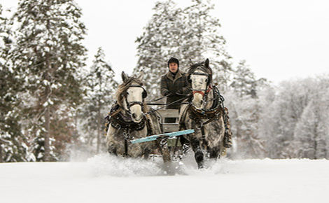 egift card deign with a winter horse through snow