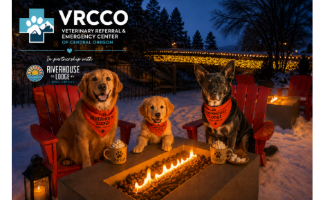 Three dogs around a fire pit in the snow 