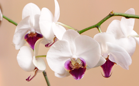 eGift card image of an orchid 
