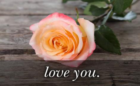 Image of pink rose with the text 