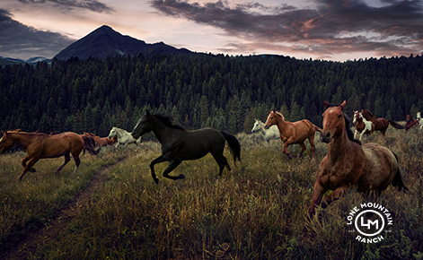 Image of wild horses and the Lone Mountain Ranch logo