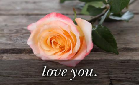 Image of pink rose with the text 