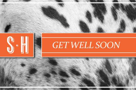 Image of a horse with the text 