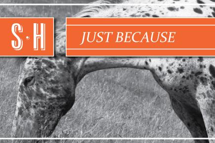 Image of a horse with the text 