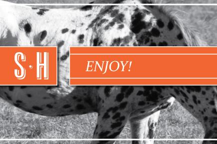 Image of a horse with the text 