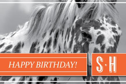 Image of a horse with the text 