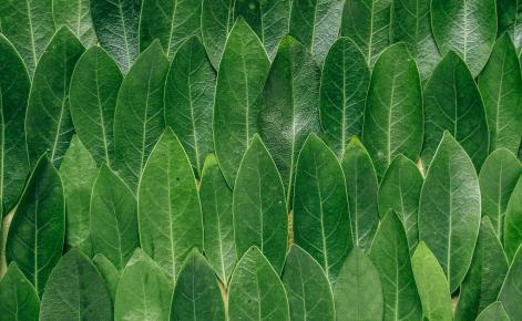 Green Leaves arranged in the same direction by hand