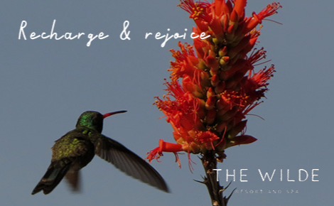 eGift card image of a humming  bird with the text 