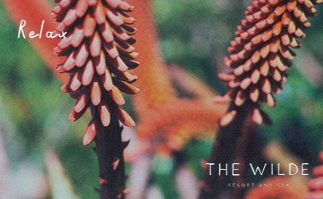 eGift card image of desert flower with the text 