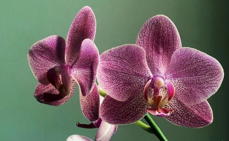 Orchid Flower