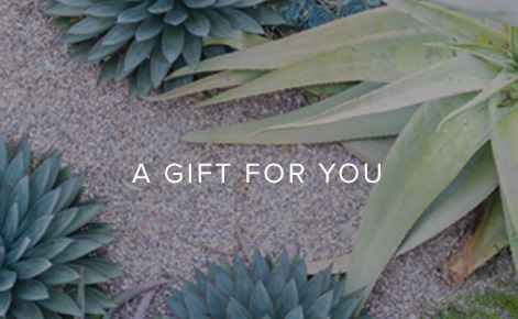Gift card image of close up of cactuses with the text “A Gift For You”