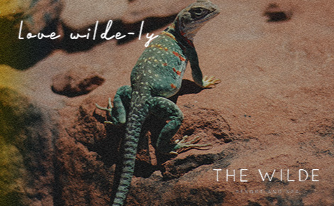 eGift card image of a lizard with the text 