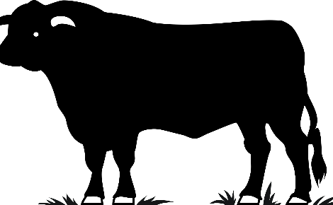 Black Cow for Gift Card